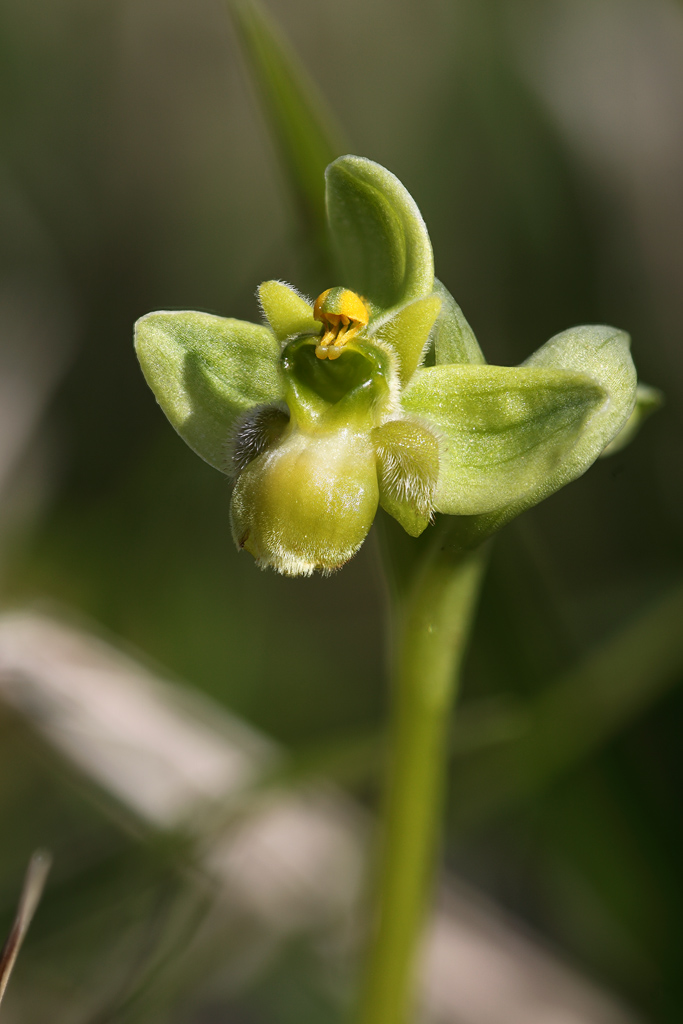 O. bombyliflora apocromatica